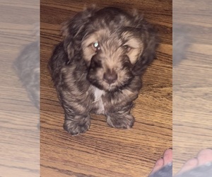 Dachshund Puppy for sale in LA SALLE, IL, USA