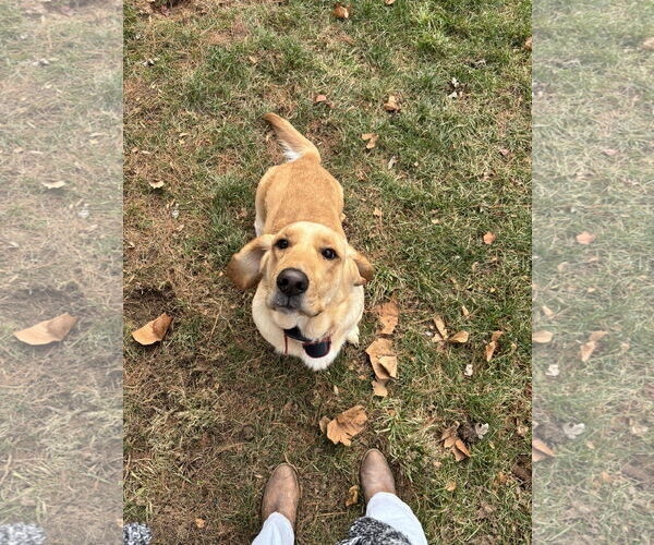 Medium Photo #6 Bassetdor Puppy For Sale in Columbus, IN, USA