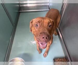 American Pit Bull Terrier-Unknown Mix Dogs for adoption in Moreno Valley, CA, USA