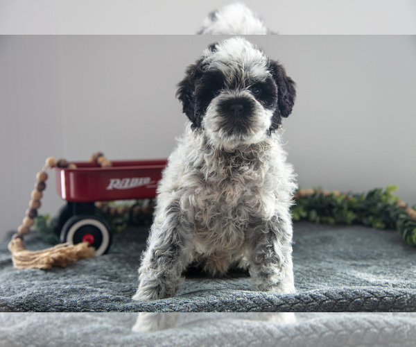 Medium Photo #1 Poodle (Miniature)-Portuguese Water Dog Mix Puppy For Sale in FREDERICKSBURG, OH, USA