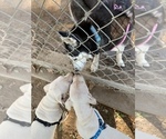 Small Photo #24 Dogo Argentino Puppy For Sale in BEAUMONT, CA, USA