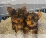 Small Photo #6 Yorkshire Terrier Puppy For Sale in OTTAWA, OH, USA