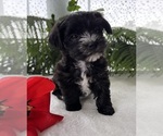 Small #10 Morkie