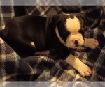 Small Photo #12 Olde English Bulldogge Puppy For Sale in WINGATE, NC, USA