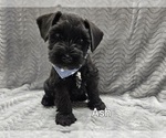 Small #1 Schnauzer (Miniature)