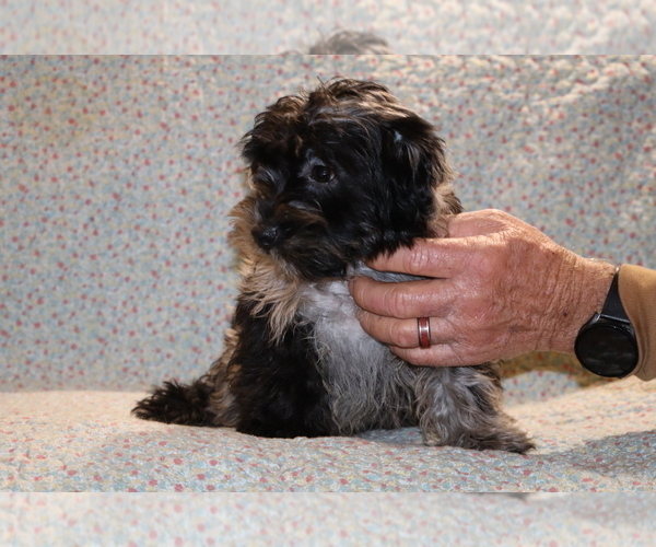 Medium Photo #18 Yorkiepoo mix (+ Poodle Toy) Puppy For Sale in DYERSBURG, TN, USA
