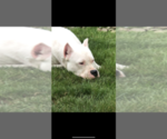 Small Photo #4 Dogo Argentino Puppy For Sale in INKSTER, MI, USA