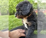 Small #3 Bernedoodle (Miniature)