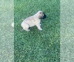 Small Photo #6 Mastiff Puppy For Sale in HOUSTON, TX, USA