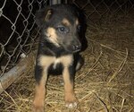 Small Photo #5 Australian Shepherd-German Shepherd Dog Mix Puppy For Sale in SUMMERFIELD, OH, USA