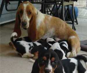 Mother of the Basset Hound puppies born on 05/15/2019