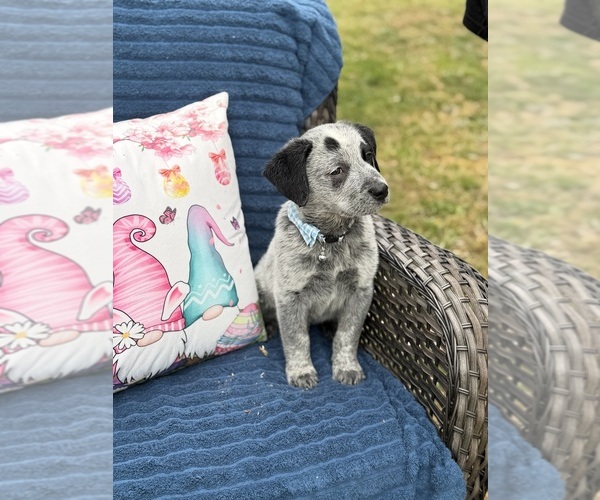 Medium Photo #2 Australian Cattle Dog Puppy For Sale in ASHEBORO, NC, USA