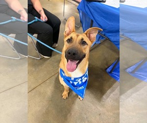 Mutt Dogs for adoption in Holly Springs, NC, USA