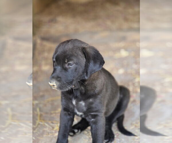 Medium Photo #3 Labrador Retriever-Unknown Mix Puppy For Sale in Kannapolis, NC, USA