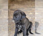 Small #2 Labrador Retriever Mix