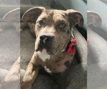 Small #1 American Pit Bull Terrier Mix