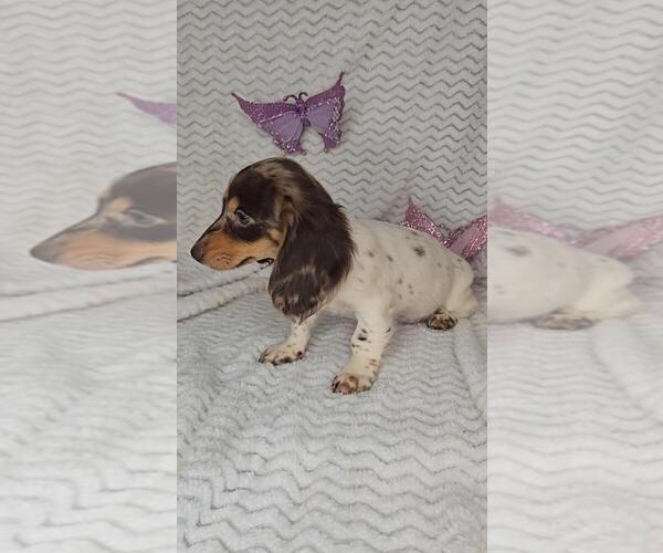 Medium Photo #2 Dachshund Puppy For Sale in JASONVILLE, IN, USA
