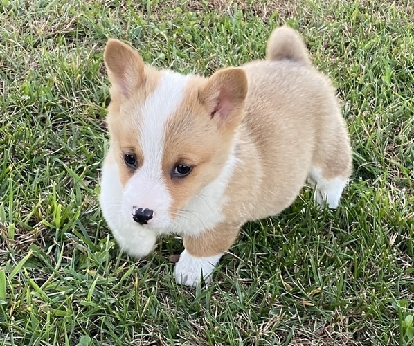 Medium Photo #6 Pembroke Welsh Corgi Puppy For Sale in NATHALIE, VA, USA