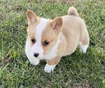 Small #5 Pembroke Welsh Corgi