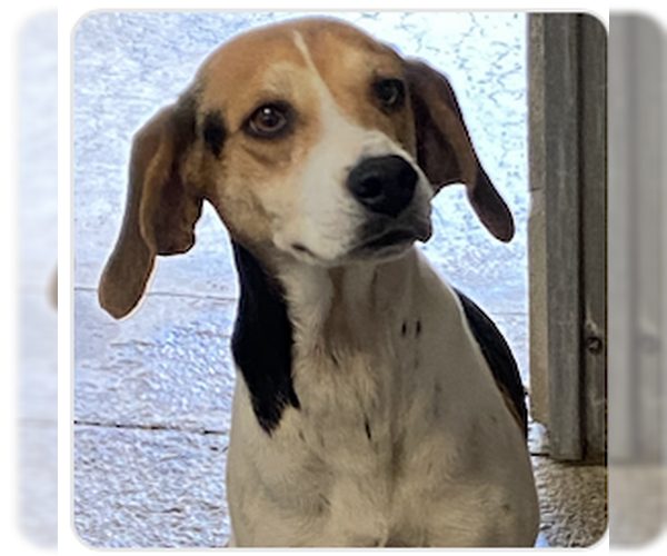 Medium Photo #3 Beagle Puppy For Sale in Tampa, FL, USA