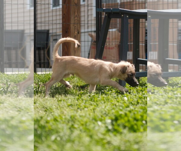 Medium Photo #2 Dachshund-Unknown Mix Puppy For Sale in Virginia Beach, VA, USA