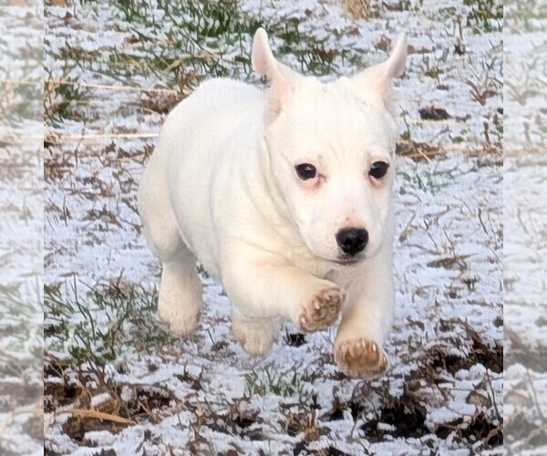 Medium Photo #15 Jack Russell Terrier Puppy For Sale in APPLE GROVE, WV, USA