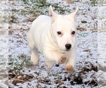 Small Photo #15 Jack Russell Terrier Puppy For Sale in APPLE GROVE, WV, USA