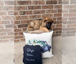 Small #5 German Shepherd Dog