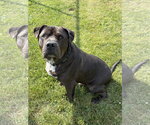Small #1 Mastiff Mix