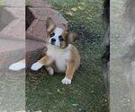 Small #5 Aussie-Corgi