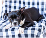 Puppy Zaily Boston Terrier