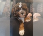 Small #1 Maltipoo (Toy)