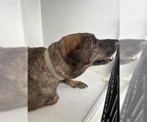 Mutt Dogs for adoption in Houston, TX, USA