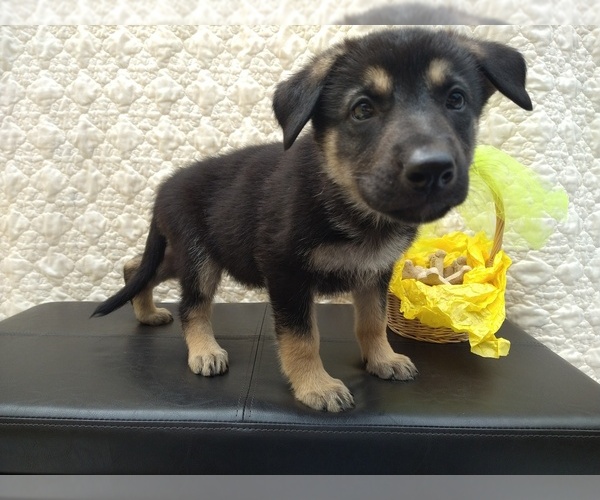 Medium Photo #3 German Shepherd Dog Puppy For Sale in DRURY, MO, USA