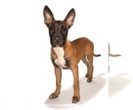 Small #1 Mutt