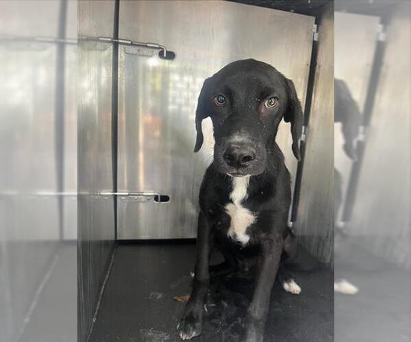 Medium Photo #1 Labrador Retriever-Unknown Mix Puppy For Sale in San Antonio, TX, USA