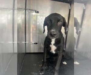 Medium Labrador Retriever Mix