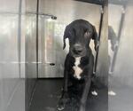 Small Labrador Retriever Mix