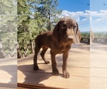 Small Photo #73 German Shorthaired Pointer Puppy For Sale in DENVER, CO, USA