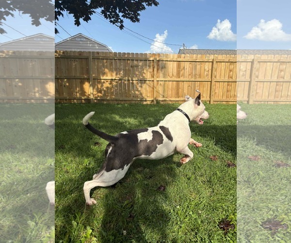 Medium Photo #9 American Pit Bull Terrier-Unknown Mix Puppy For Sale in Germantown, OH, USA