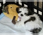 Puppy Brown and white Shih Tzu