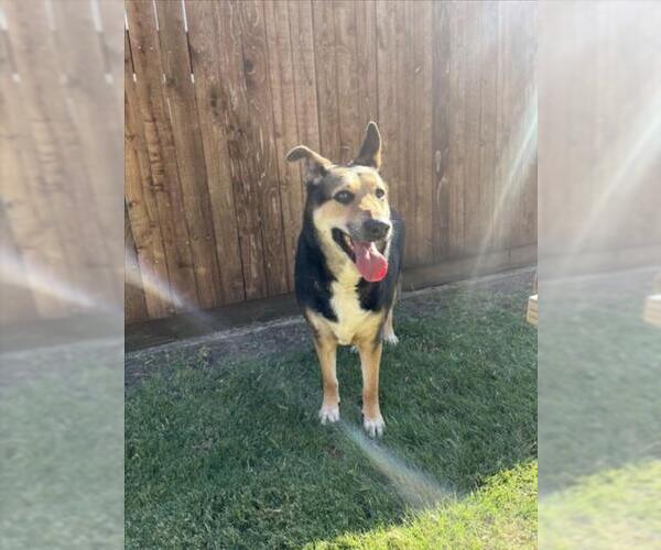 Medium Photo #1 German Shepherd Dog-Unknown Mix Puppy For Sale in Plano, TX, USA