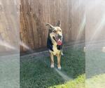Small German Shepherd Dog Mix