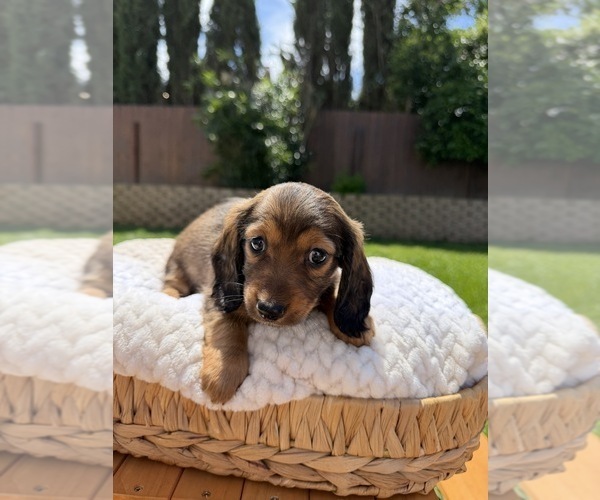Medium Photo #2 Dachshund Puppy For Sale in NORTH HIGHLANDS, CA, USA