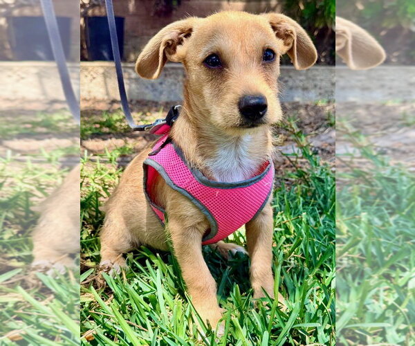 Medium Photo #1 Mutt Puppy For Sale in San Diego, CA, USA