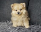 Puppy 1 Pomeranian