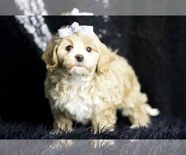 Medium Photo #7 Maltipoo Puppy For Sale in WARSAW, IN, USA