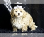 Small #6 Maltipoo