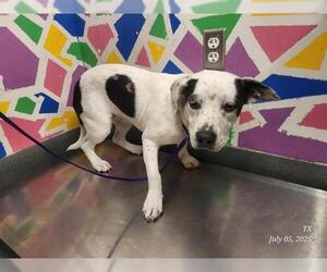 American Pit Bull Terrier Dogs for adoption in Baytown, TX, USA
