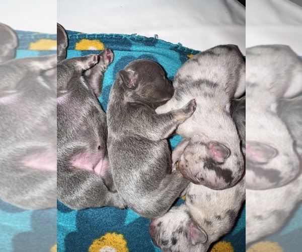 Medium Photo #13 French Bulldog Puppy For Sale in HILTON, NY, USA